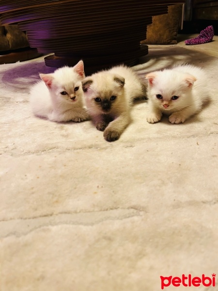British Shorthair, Kedi  Yok fotoğrafı
