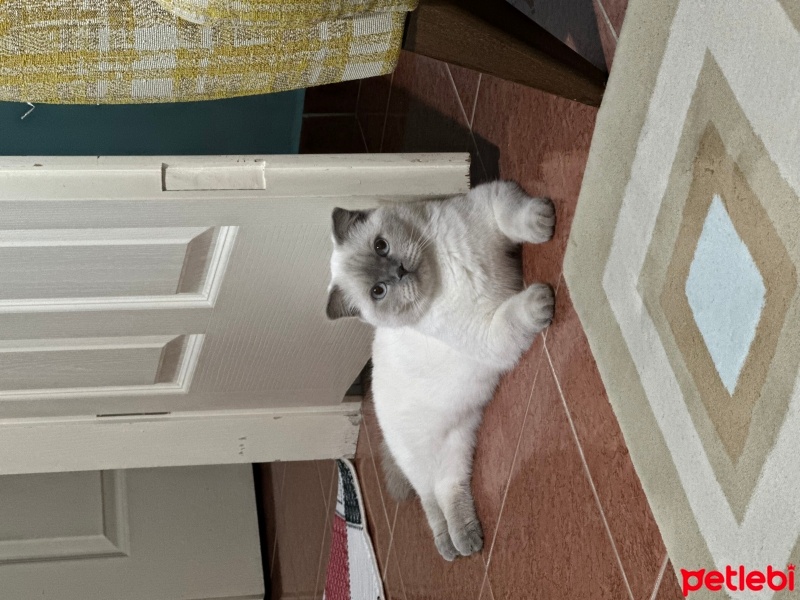 Scottish Fold, Kedi  Hera fotoğrafı