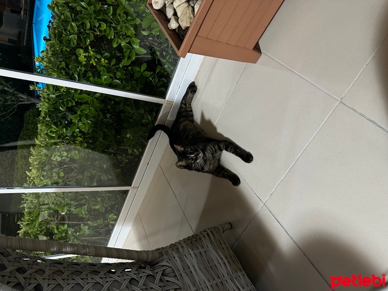 Tekir Kedi, Kedi  kıtır fotoğrafı