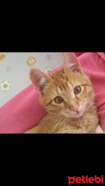 Tekir Kedi, Kedi  Çiko fotoğrafı