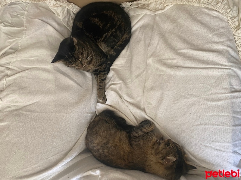 Tekir Kedi, Kedi  Cesur ve minnoşa yuva arıyoruz fotoğrafı