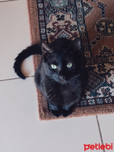 Tekir Kedi, Kedi  Darko fotoğrafı