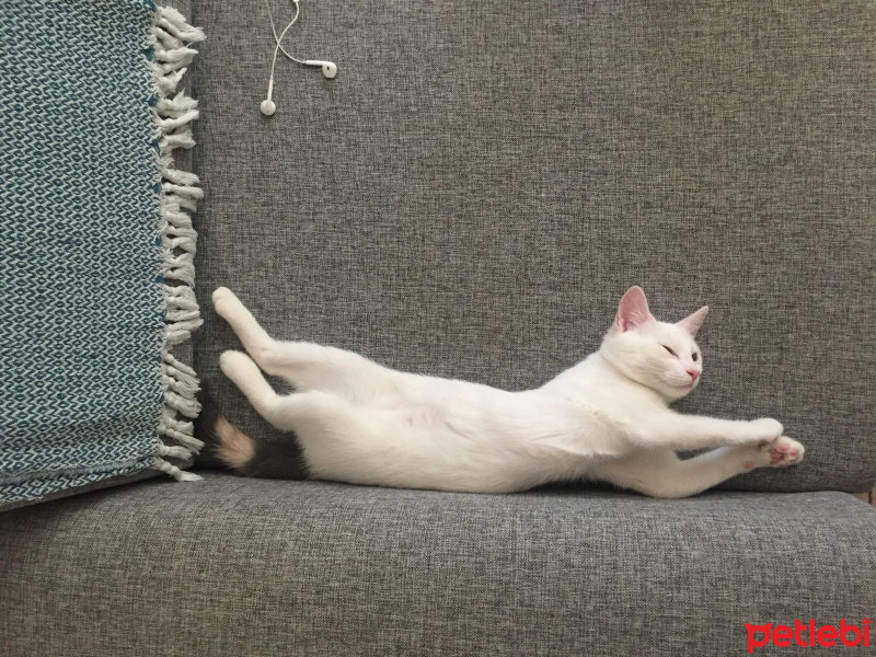 Tekir Kedi, Kedi  Heidi fotoğrafı