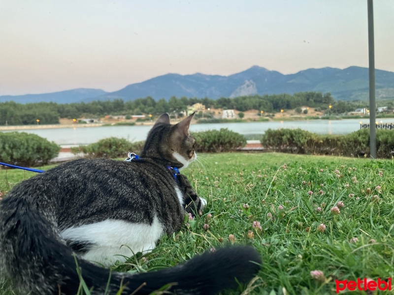 Tekir Kedi, Kedi  Çakıl fotoğrafı