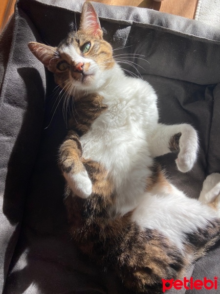 Tekir Kedi, Kedi  Boncuk fotoğrafı
