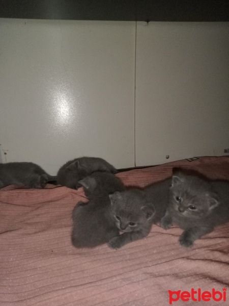 British Shorthair, Kedi  3 yakışıklı fotoğrafı