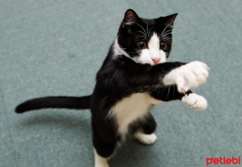 Tuxedo (Smokin) Kedi, Kedi  Mutlu fotoğrafı