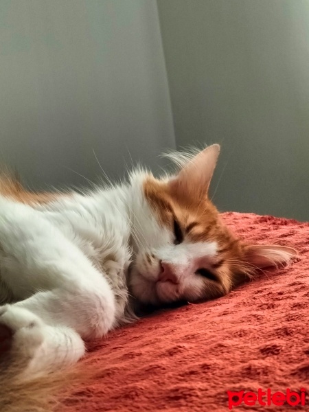 Sarman, Kedi  Latte fotoğrafı
