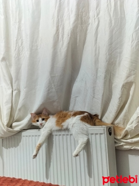 Sarman, Kedi  Latte fotoğrafı