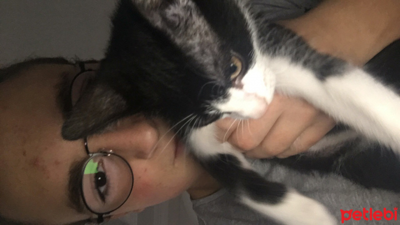 Tuxedo (Smokin) Kedi, Kedi  Smokin Cins Kedi  fotoğrafı