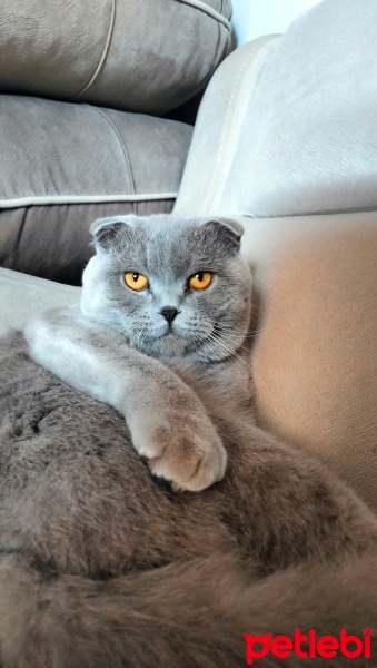 Scottish Fold, Kedi  Oscar fotoğrafı