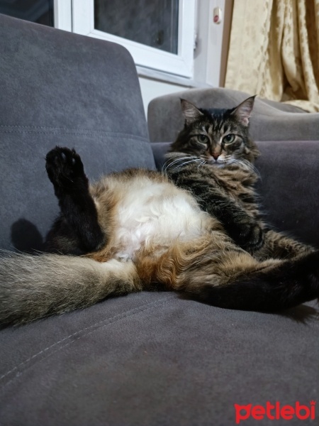 Tekir Kedi, Kedi  Dudu fotoğrafı