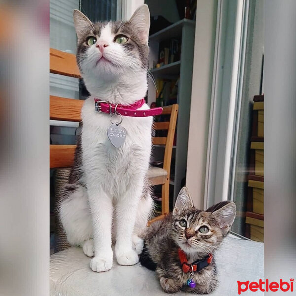 Tekir Kedi, Kedi  Mischka fotoğrafı