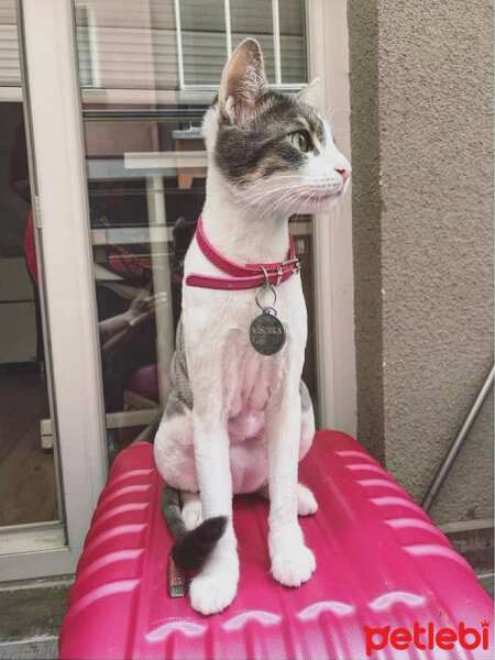 Tekir Kedi, Kedi  Mischka fotoğrafı