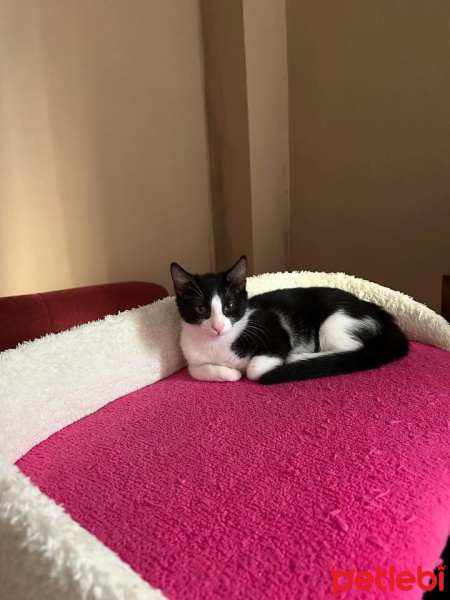Tekir Kedi, Kedi  Lola fotoğrafı