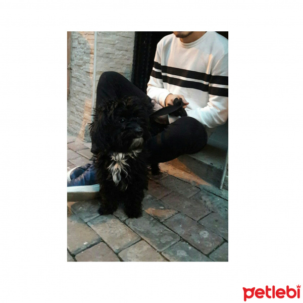 Maltese, Köpek  loci fotoğrafı