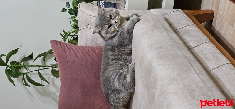 British Shorthair, Kedi  Duman fotoğrafı