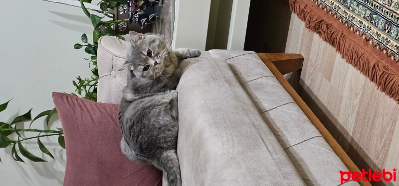 British Shorthair, Kedi  Duman fotoğrafı
