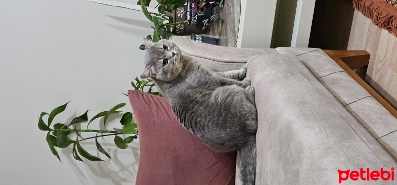 British Shorthair, Kedi  Duman fotoğrafı