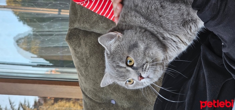 British Shorthair, Kedi  Duman fotoğrafı