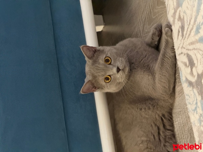 British Shorthair, Kedi  Atlas fotoğrafı