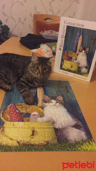 Tekir Kedi, Kedi  Pascal fotoğrafı