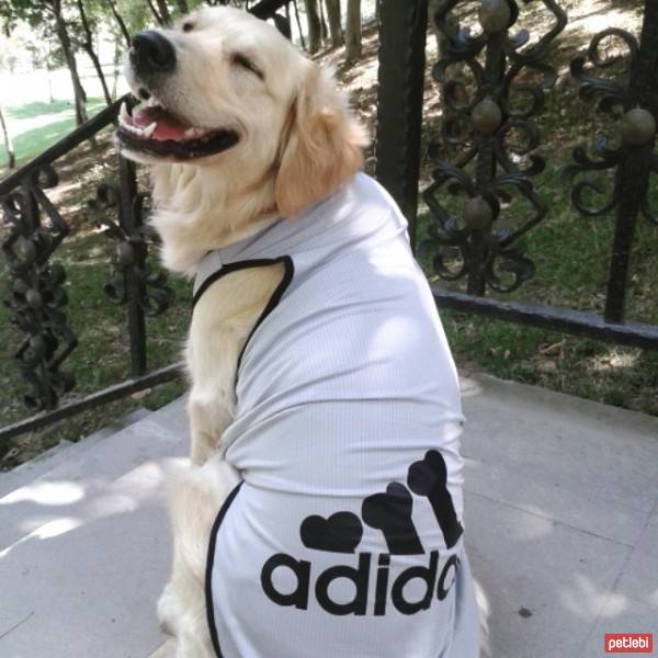 Golden Retriever, Köpek  Hera  fotoğrafı