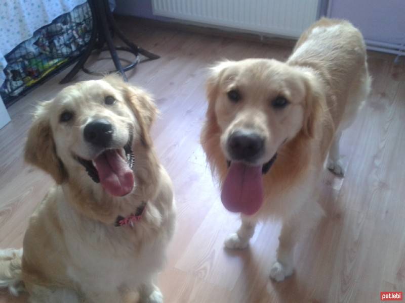 Golden Retriever, Köpek  Hera  fotoğrafı