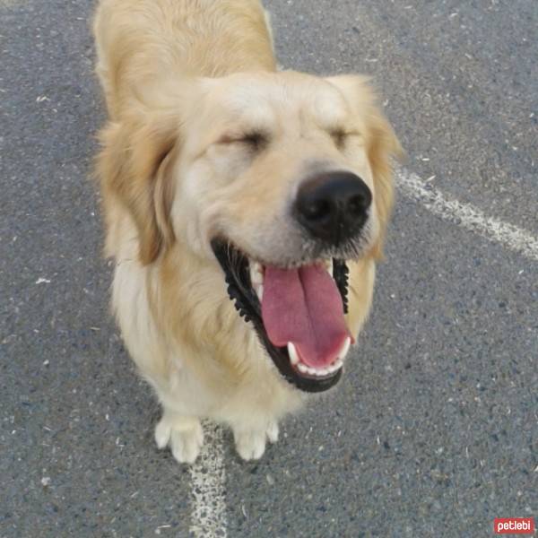 Golden Retriever, Köpek  Hera  fotoğrafı