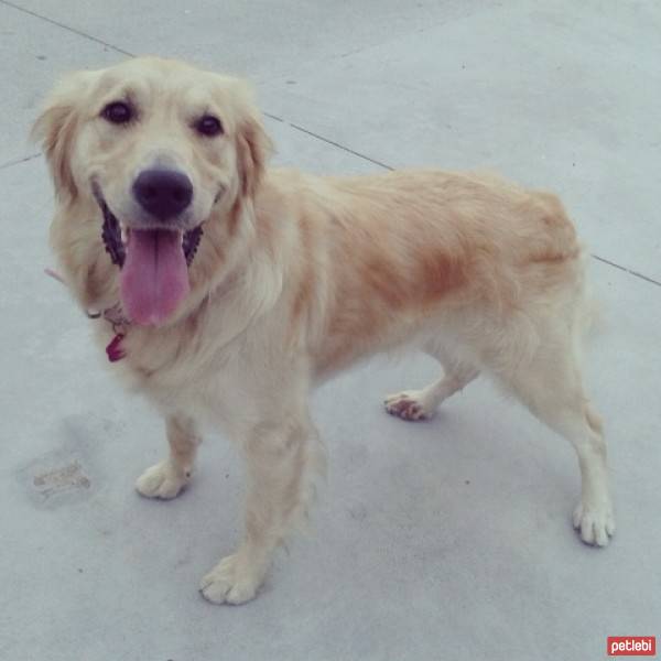 Golden Retriever, Köpek  Hera  fotoğrafı