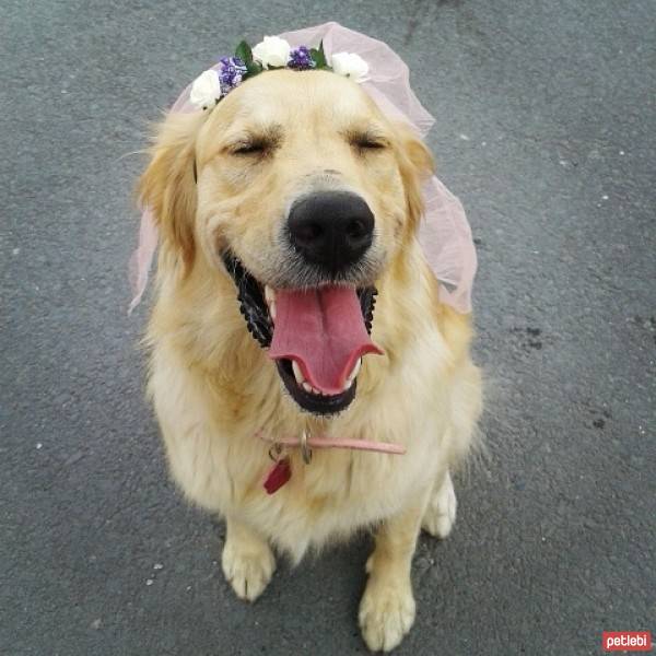 Golden Retriever, Köpek  Hera  fotoğrafı