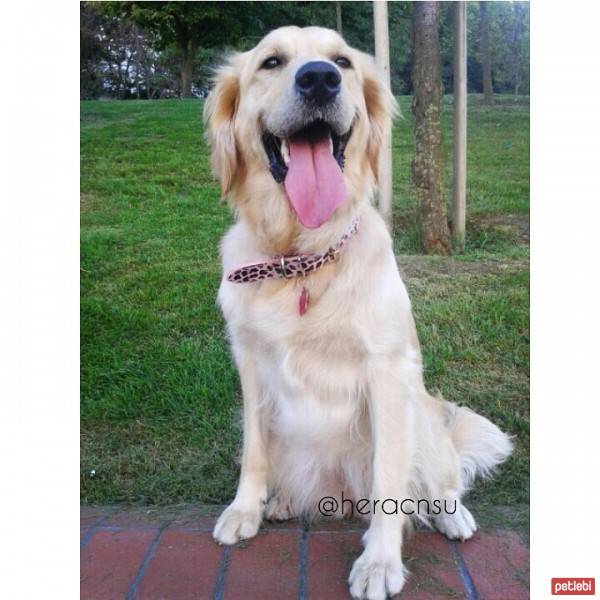 Golden Retriever, Köpek  Hera  fotoğrafı