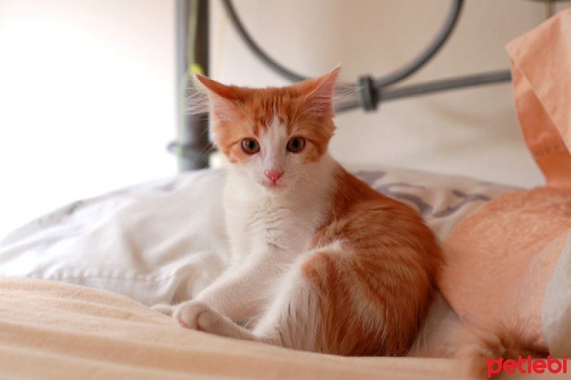Tekir Kedi, Kedi  Balım fotoğrafı