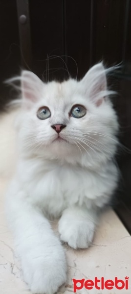 British Longhair, Kedi  Pamuk fotoğrafı