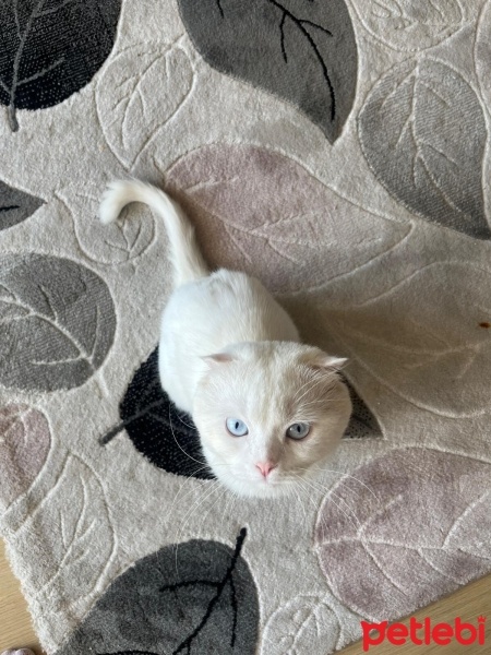 Scottish Fold, Kedi  Doktor fotoğrafı