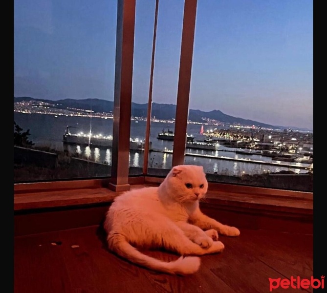 Scottish Fold, Kedi  Doktor fotoğrafı