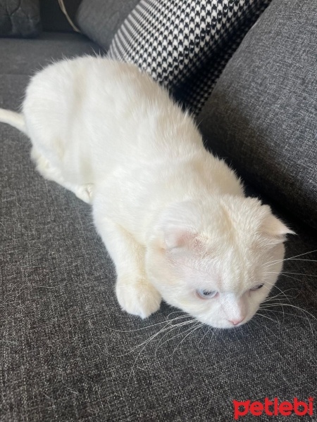 Scottish Fold, Kedi  Doktor fotoğrafı