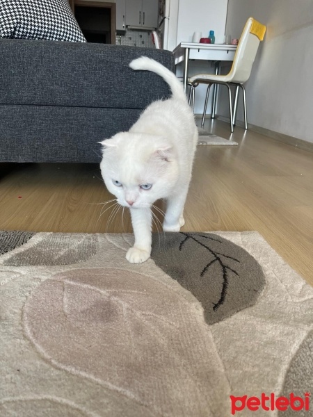 Scottish Fold, Kedi  Doktor fotoğrafı