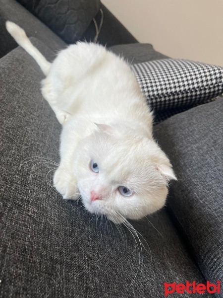 Scottish Fold, Kedi  Doktor fotoğrafı