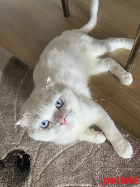 Scottish Fold, Kedi  Doktor fotoğrafı