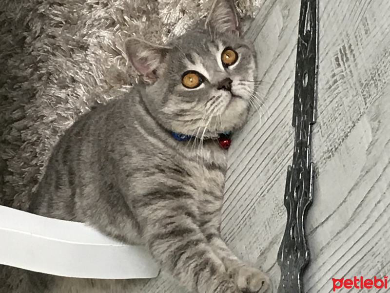 British Shorthair, Kedi  Duman fotoğrafı