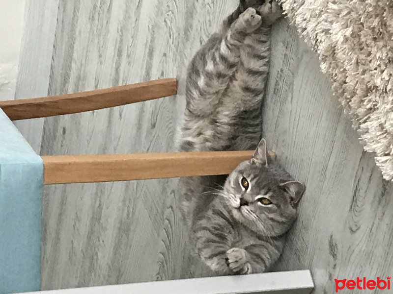 British Shorthair, Kedi  Duman fotoğrafı
