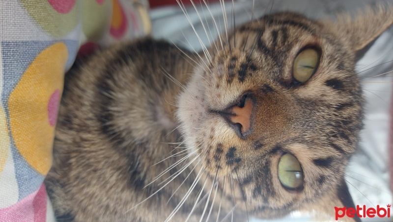 Tekir Kedi, Kedi  Fındık fotoğrafı