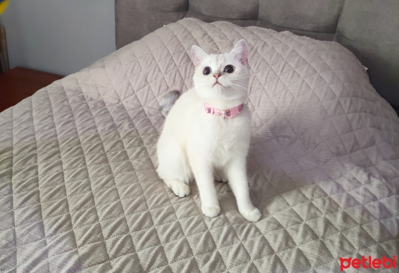 British Shorthair, Kedi  Bade fotoğrafı