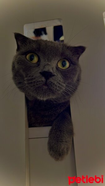 Scottish Fold, Kedi  Bonita fotoğrafı