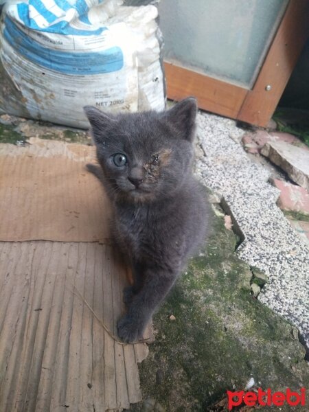 Mavi Rus, Kedi  Gümüş fotoğrafı