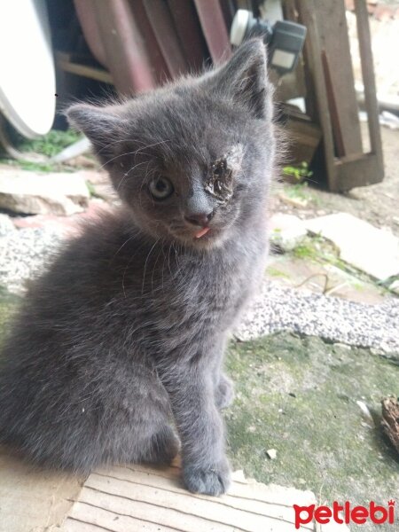 Mavi Rus, Kedi  Gümüş fotoğrafı