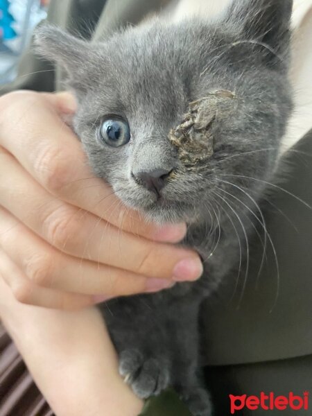 Mavi Rus, Kedi  Gümüş fotoğrafı