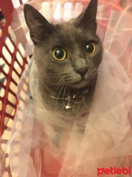 Mavi Rus, Kedi  Gümüş fotoğrafı