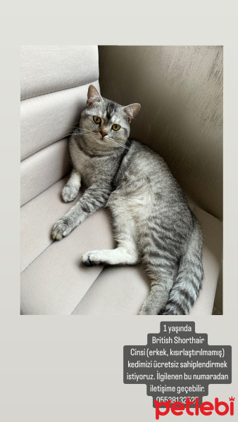 British Shorthair, Kedi  Duman fotoğrafı